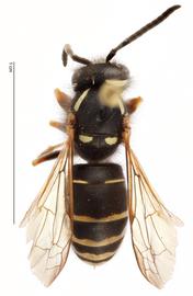   Vespula consobrina , dorsal view; photo by Todd Gilligan, USDA APHIS PPQ ITP 
